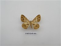 藏品(尺蛾177)的圖片